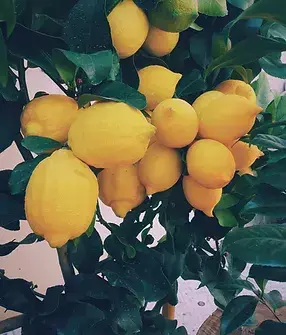 Good Guys Limoncello gemaakt van biologische ingrediënten voor een duurzamere wereld